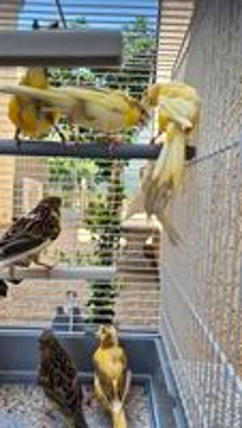   Canaris mosaic 2026 