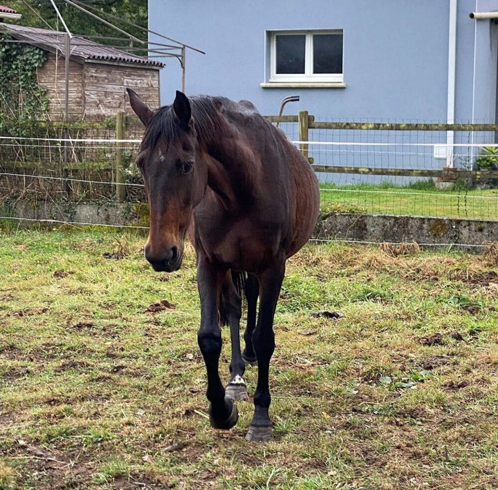   OLYMPE, magnifique jument Quarter Horse x Trotteur franais  adopter via l'association UMA 