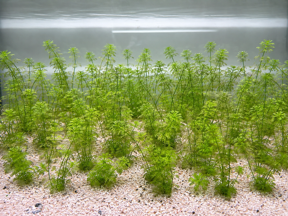   Plantes d'aquarium faciles d'entretien ? Cabomba caroliniana 