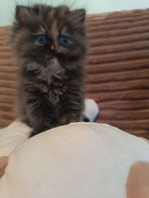   Chatons persans  