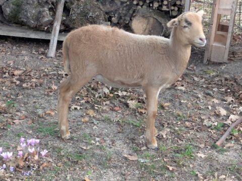  Mouton Cameroun.
180 45700 Saint-maurice-sur-fessard