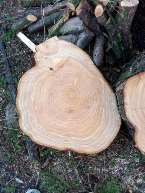 GRANDES RONDELLES MASSIFS 80 Poitiers (86)