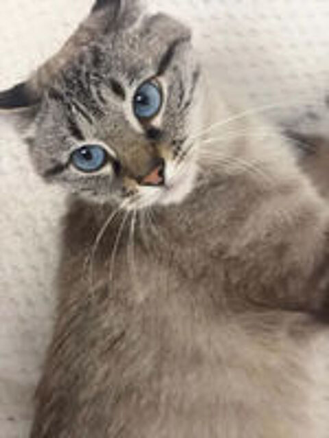   Bastet jeune chat siamoisé tres gentil cherche adoptants 