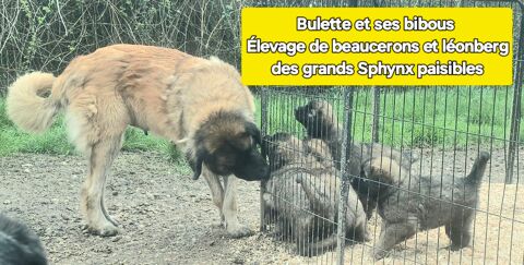 CHIOTS LEONBERG LOF 1800 € 1800 47800 Miramont-de-guyenne