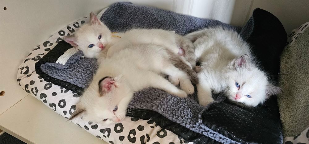   A RESERVER chatons Ragdoll 