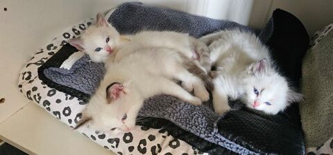 A RESERVER chatons Ragdoll 1800 59670 Noordpeene