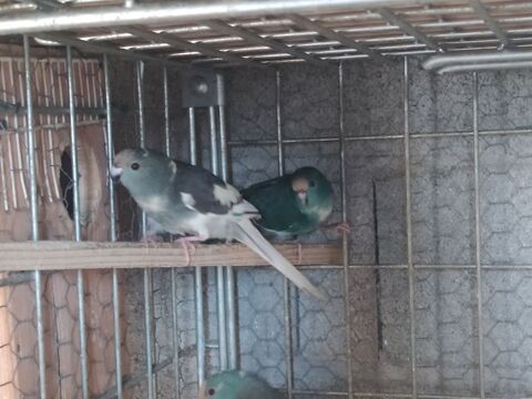 Kakariki 50 81370 Saint-sulpice