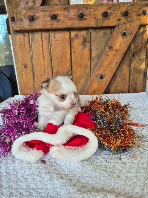 chihuahua poils long 830 17400 Saint-denis-du-pin