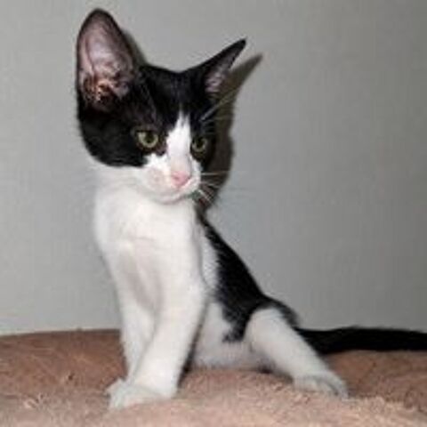   MYRTILLE 