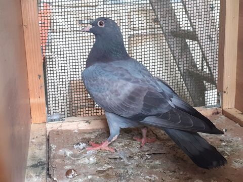 JEUNES PIGEONS BLEUS 5 33130 Bgles