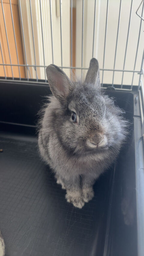 Donne lapin 0 51000 Chlons-en-champagne