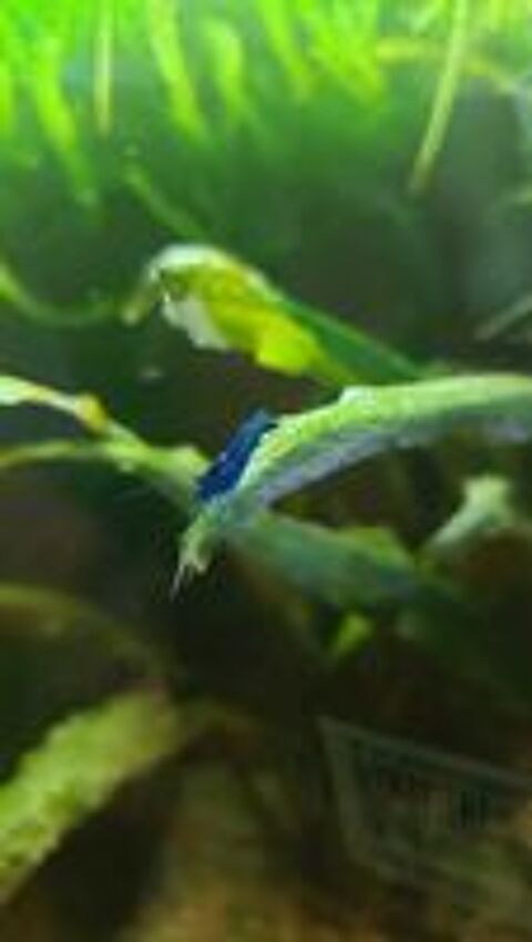   Crevettes neocaridina 