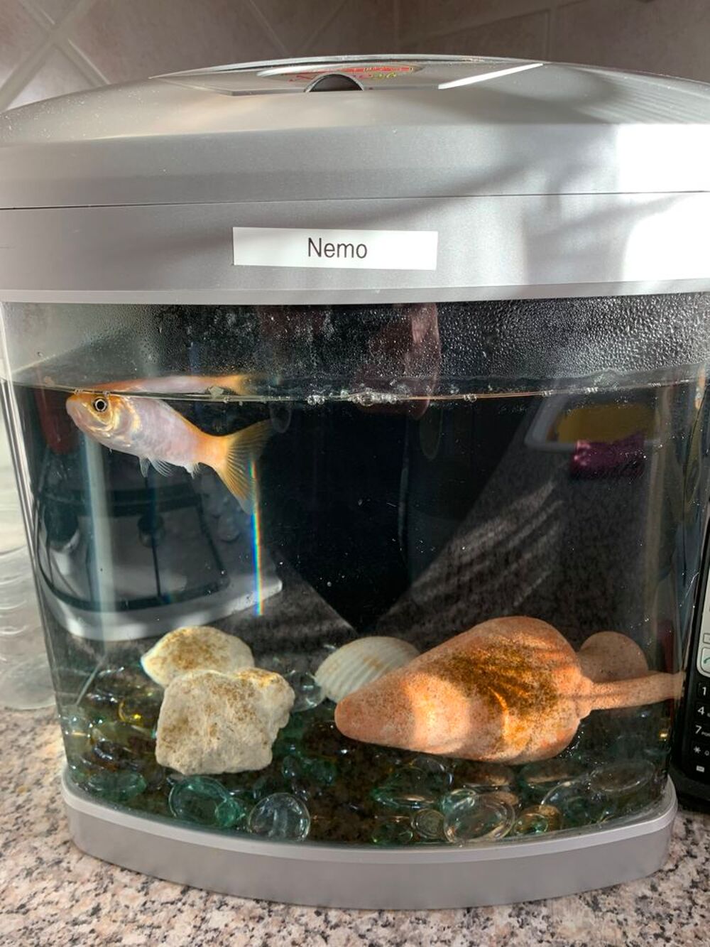 2 aquariums avec filtre et pompe et un poisson rouge Décoration