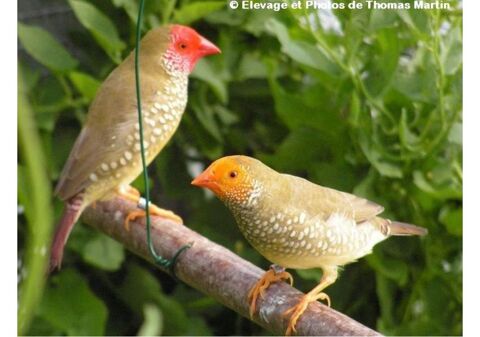 Diamant ruficaudas 40 77400 Saint-thibault-des-vignes