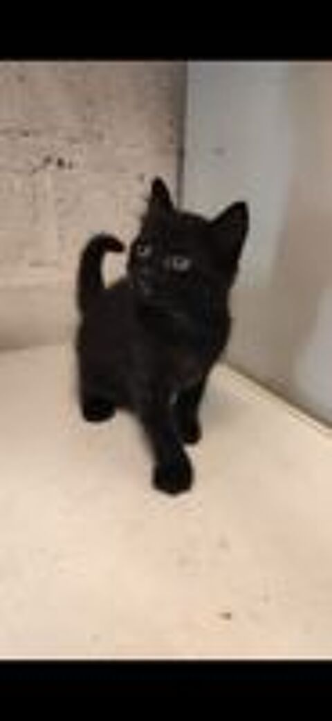   Donne Chatons pour adoption 