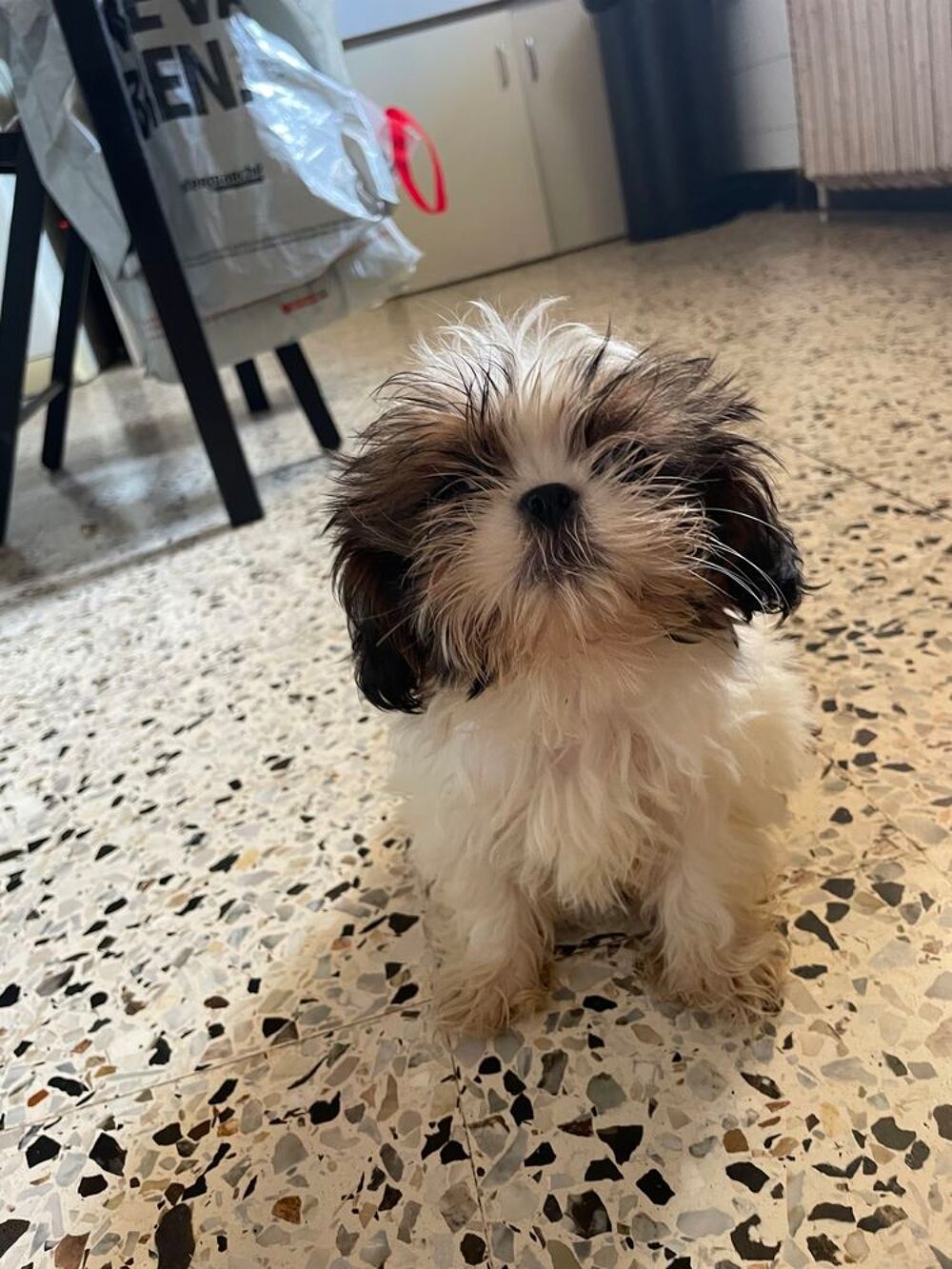   Chiot type shih tzu 