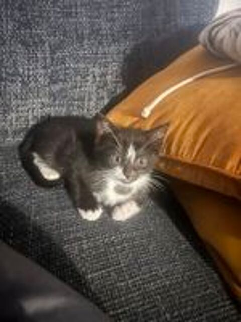   Chatons à donner 