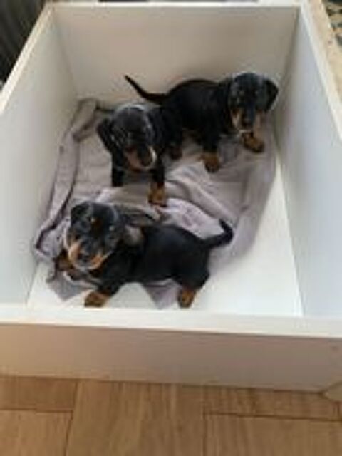   Chiots Teckel nain 