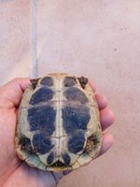   Magnifique tortue femelle de 5 ans  