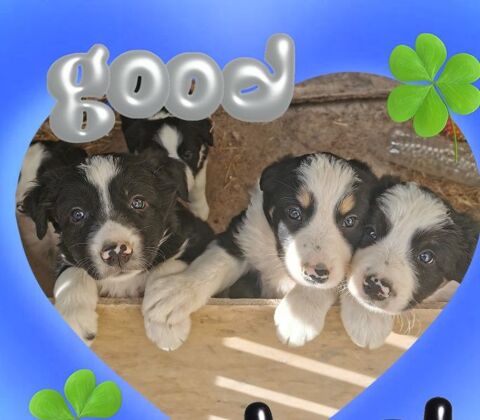 chiots Border Collie 500 14190 Estrées-la-campagne