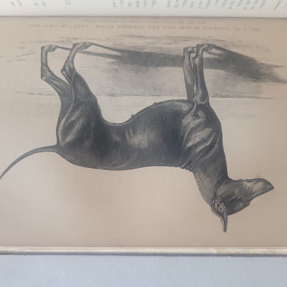 BRITISH DOGS by HUGH DALZIEL Livres et BD