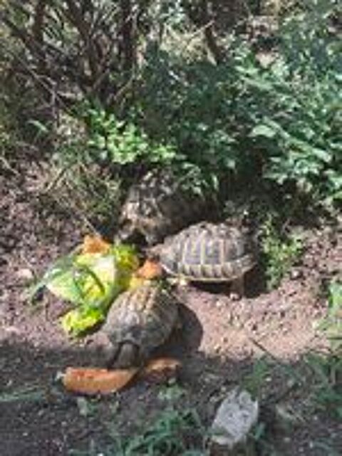   Tortues HH femelles &male 