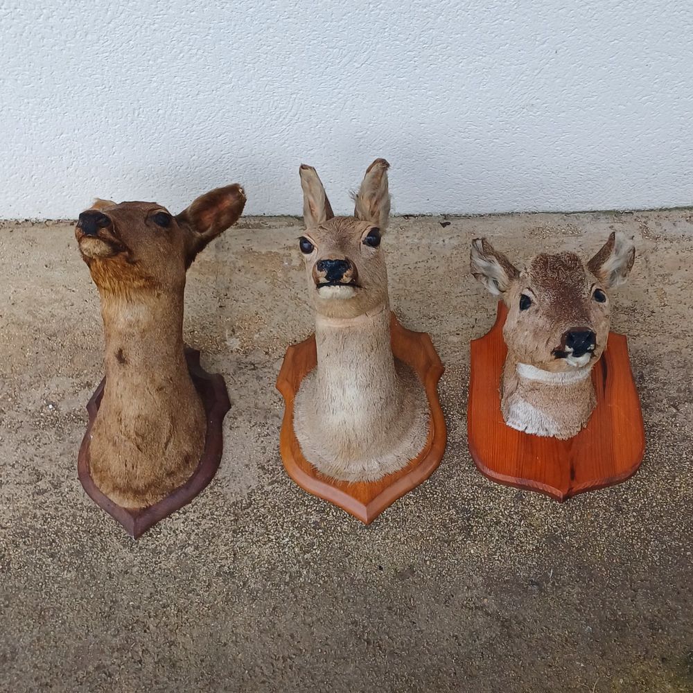 Chevreuil taxidermie 