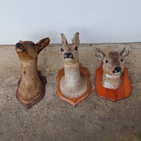 Chevreuil taxidermie 40 Rethel (08)