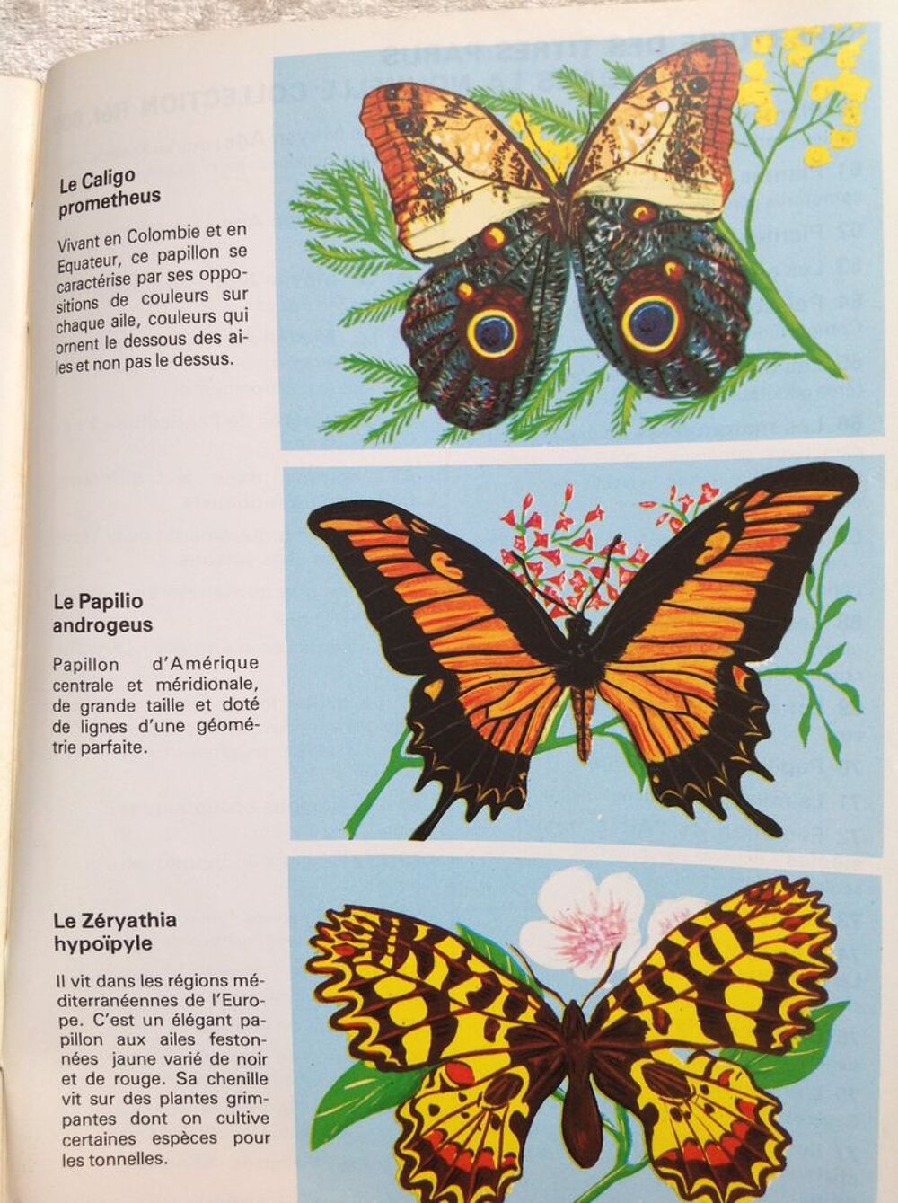 LIVRET E?DUCATIF VOLUME?TRIX N&deg;70 LES PAPILLONS Envoi Possib Livres et BD
