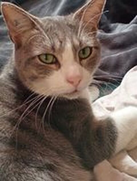   POMPE CHAT GRIS & BLANC 6 ANS 