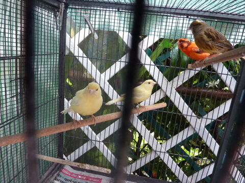 CANARIES 15 64990 Saint-pierre-d'irube