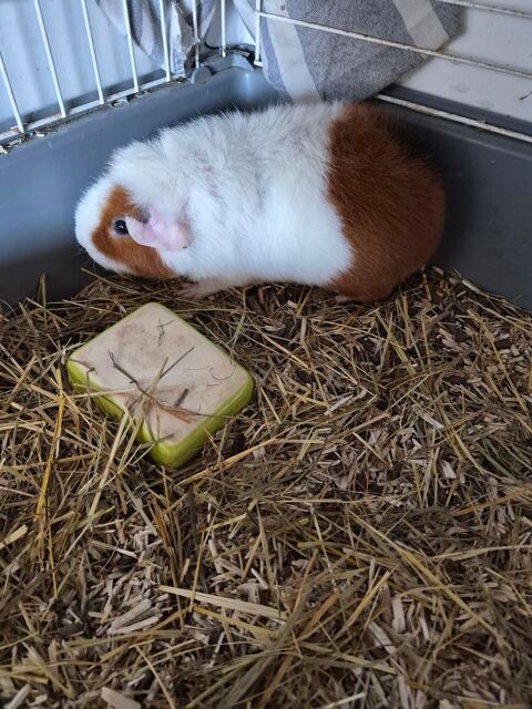 2 Cochon d inde femelles 50 38510 Morestel