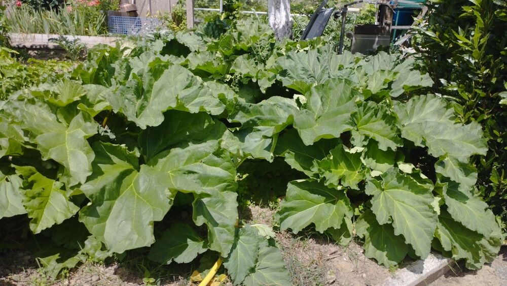 Rhubarbe Jardin