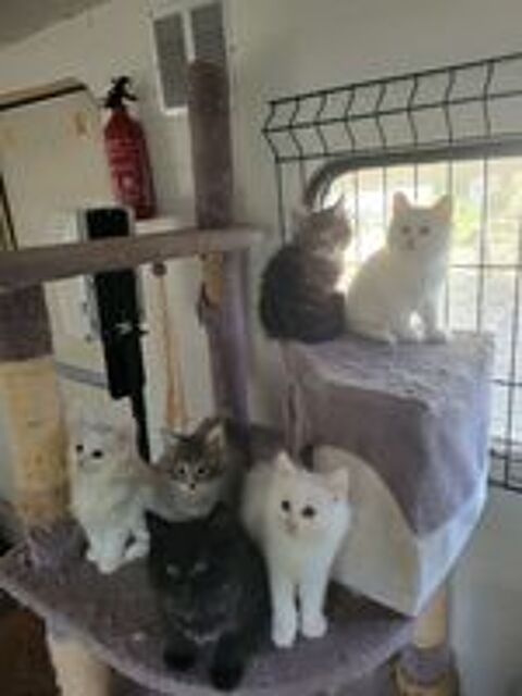   Chaton norvegien loof pure tace 