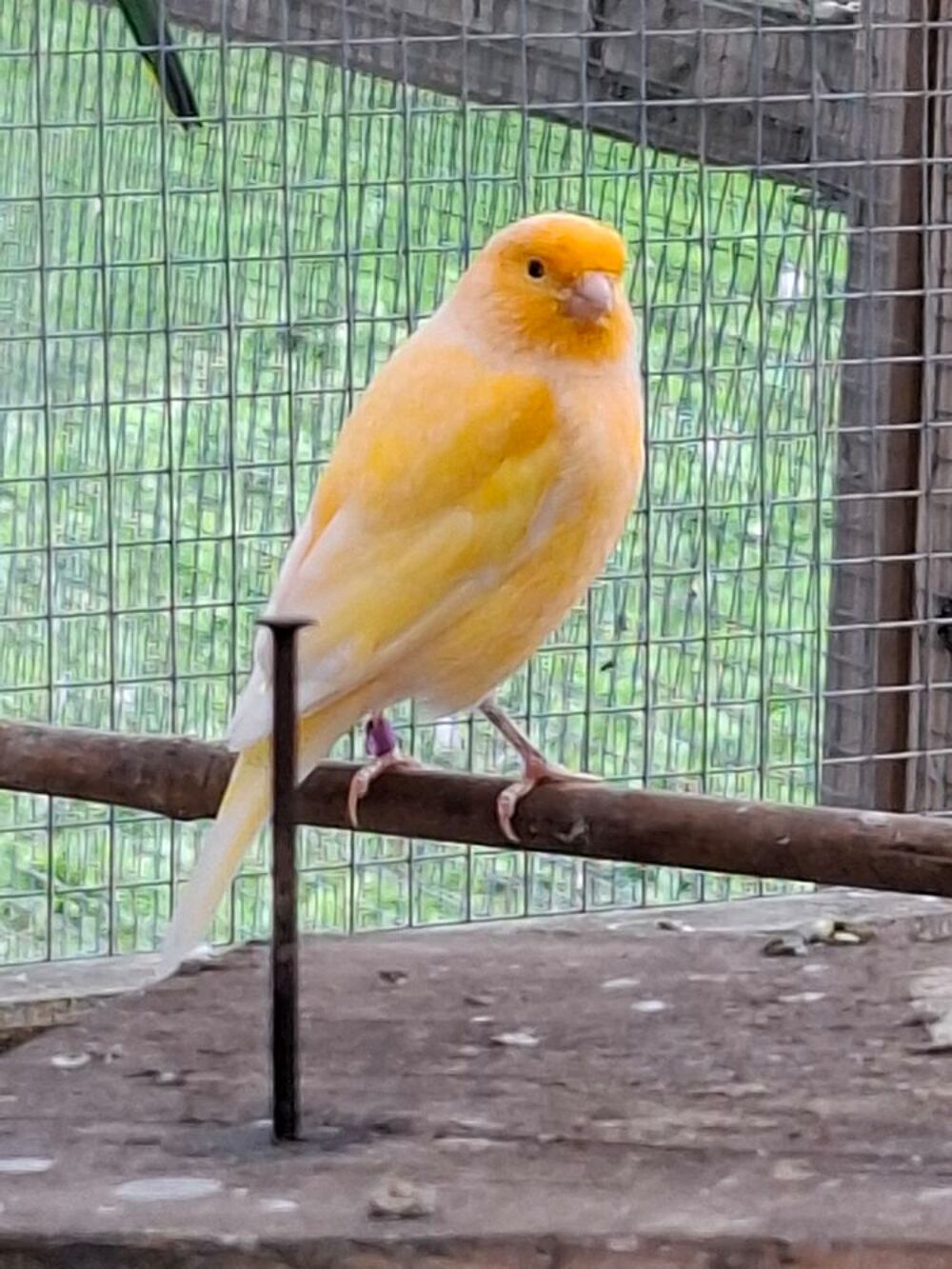   2 mâles canaris  