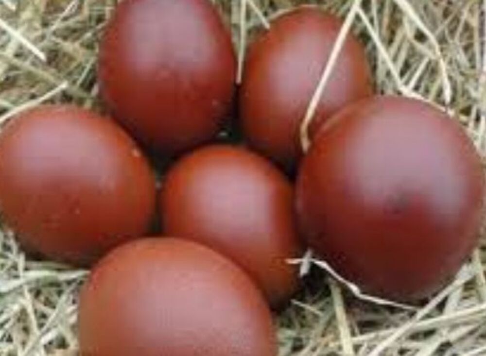   Poules noirans oeufs chocolat 