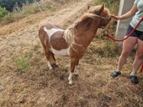   poney male 