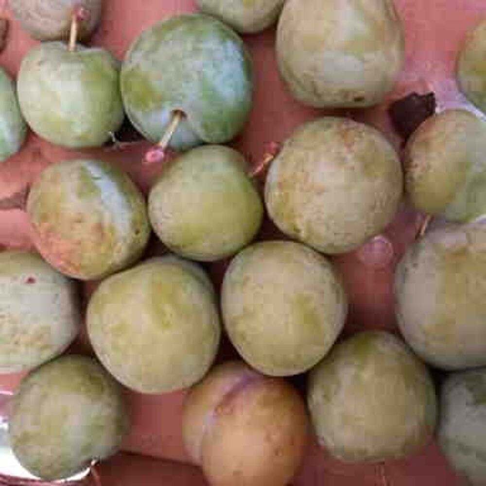fruits congel&eacute;s de cette ann&eacute;e Jardin