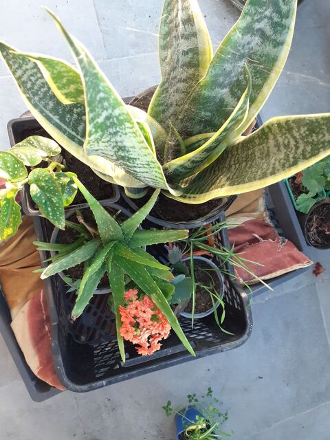 Un lots de plantes Batz-sur-Mer (44)