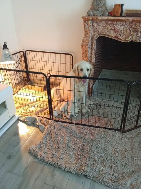 CHIOT GOLDEN RETRIEVER ISSU PARENT LOF 1000 59300 Valenciennes