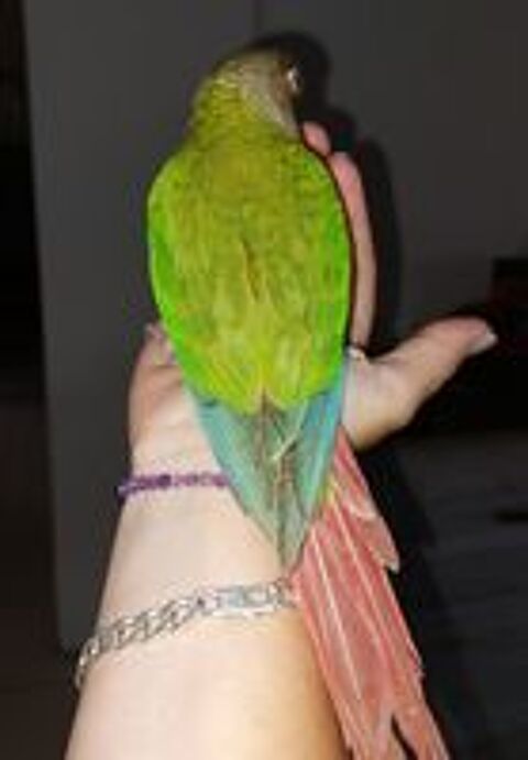   Conure pyrrhura molinae EAM 