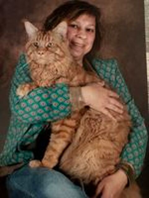   Magnifique baby Maine Coon 