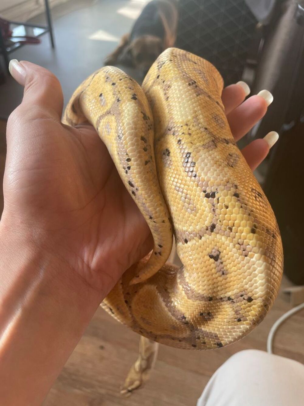 python regius Sports