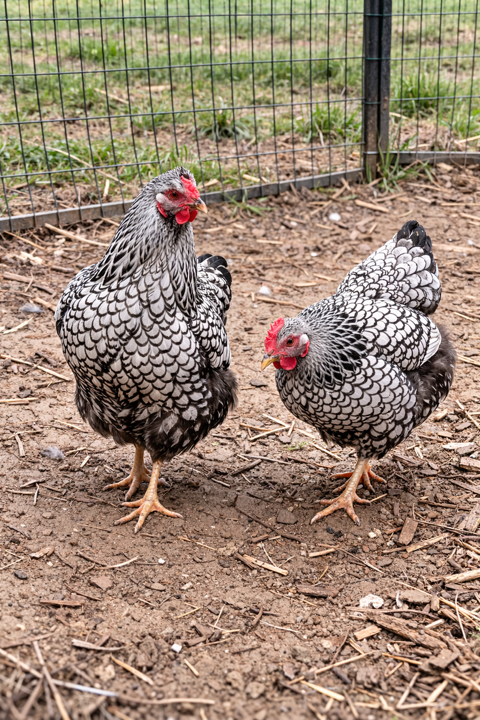 Poule pondeuse magnifique 35 31430 Lussan-adeilhac