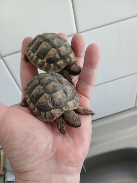 Tortues 300 88200 Saint-nabord