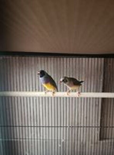   Diamant de gould 