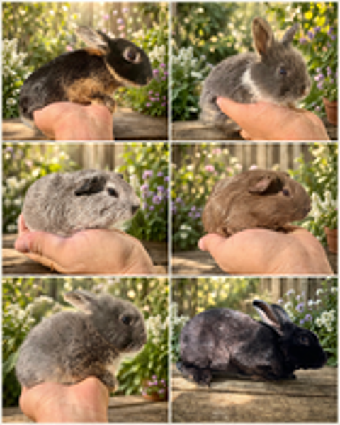   Lapins Nains & Cochons d'Indes  