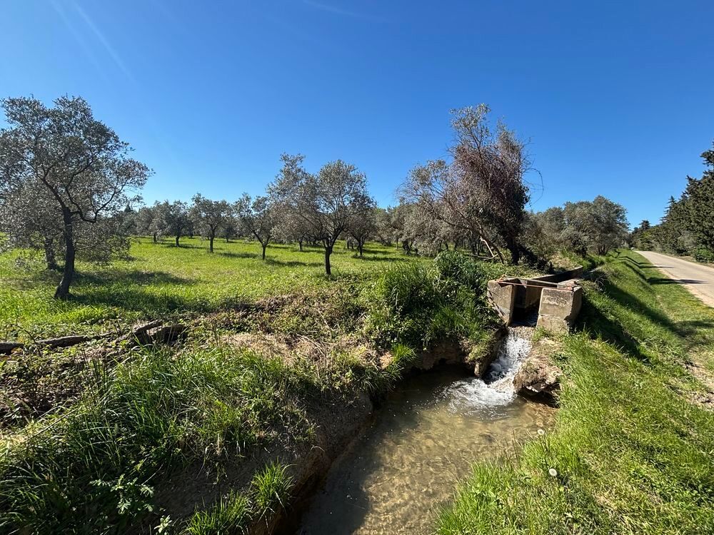 Vente Terrain terrain d Olivier Maussanne les Alpilles Maussane-les-alpilles