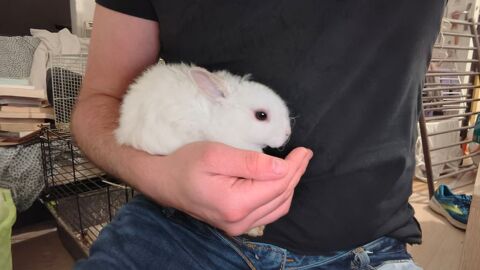 Lapin Nain 15 69003 Lyon