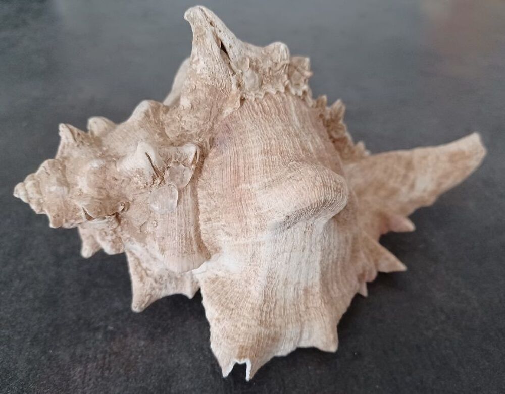 Lot de 6 Murex Ramosus 